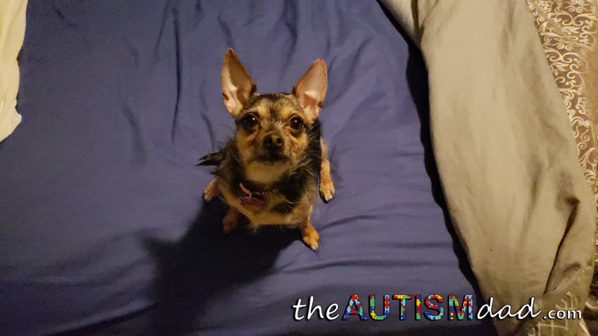 An important update on Ruby, our cute little Chorkie
