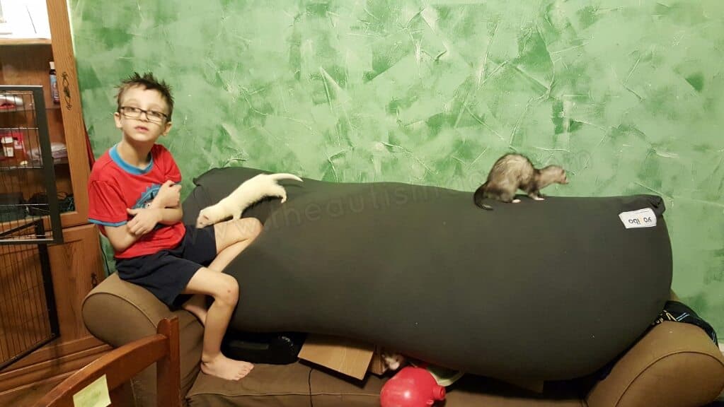 Ferrets have become a real motivator for my kids with #Autism