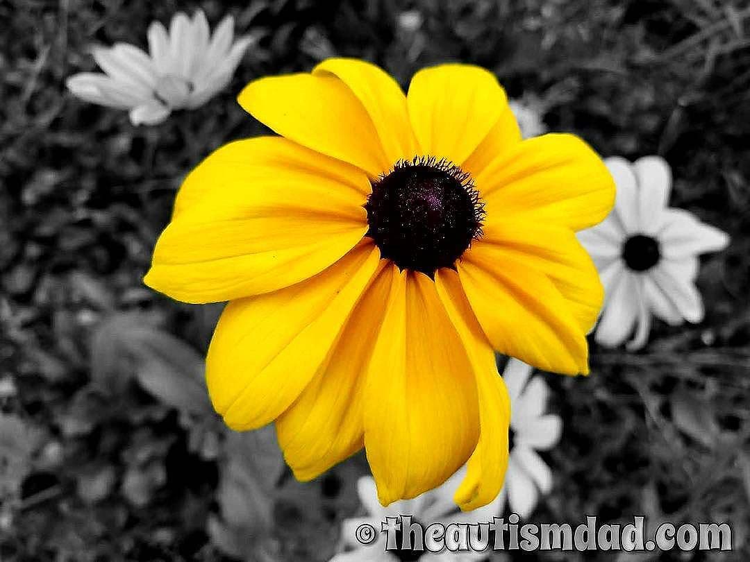 Happy Sunday