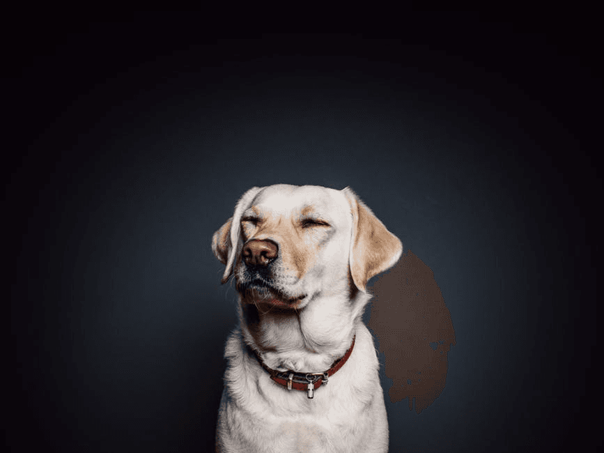 How Pets Can Help Children with Autism