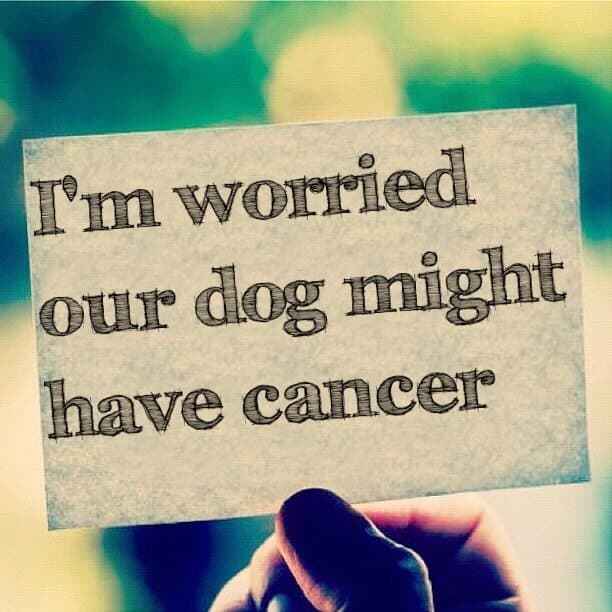 I'm worried our dog might have cancer