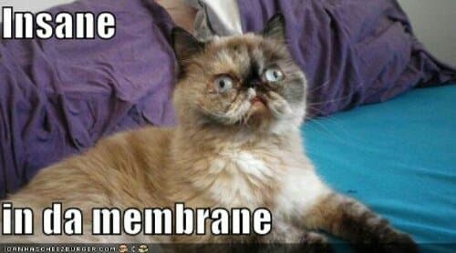 Insane in the membrane