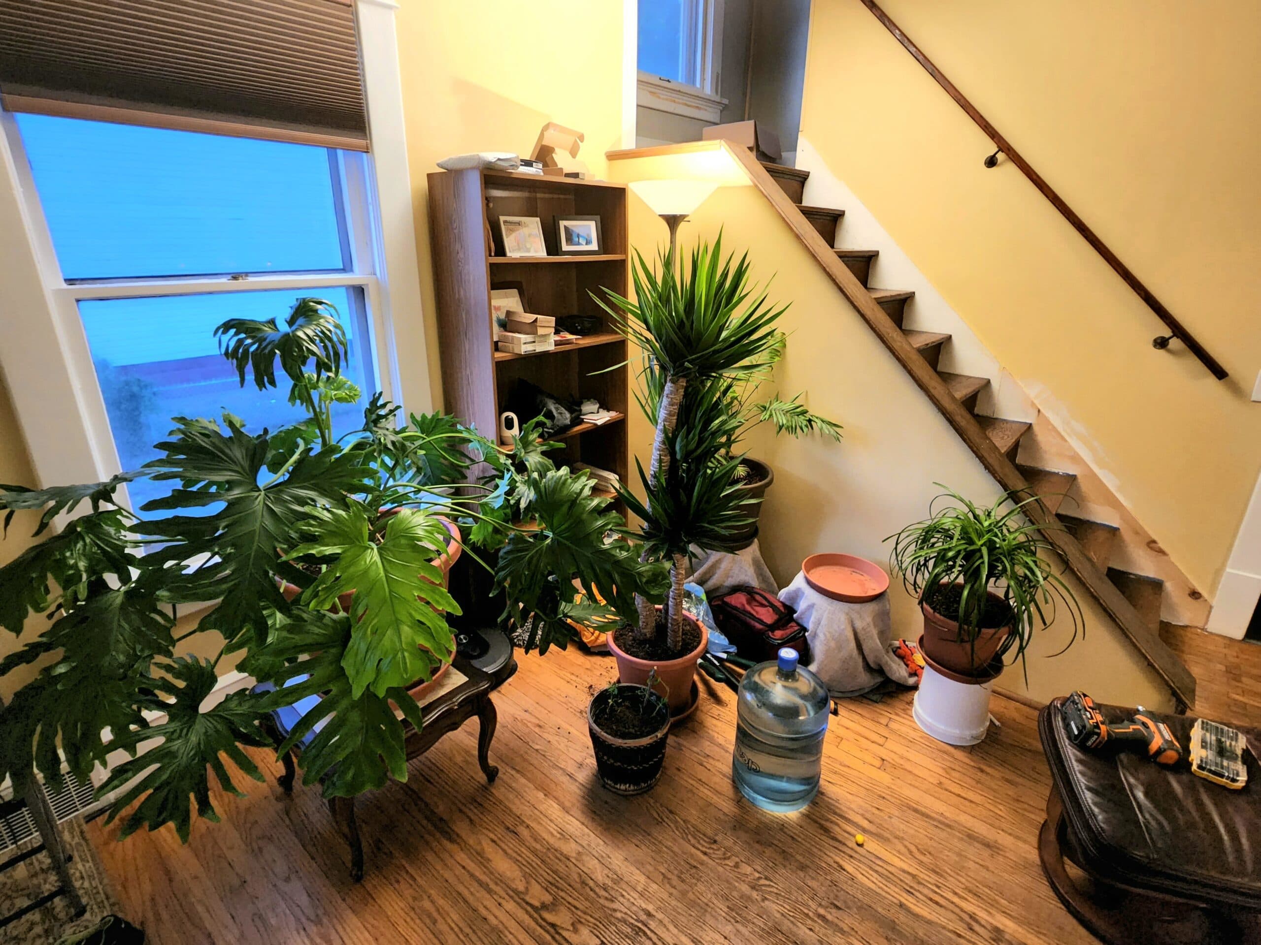 I've discovered plant therapy and it's amazing