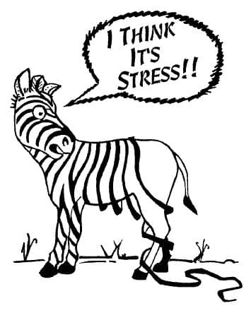Let's talk about stress, shall we?