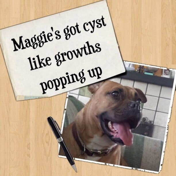Maggie's got cyst like growths popping up