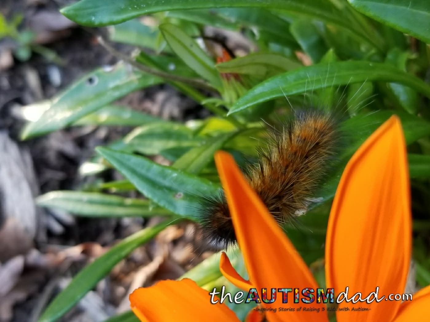 Pictures from the Butterfly Garden