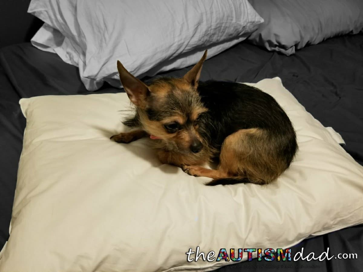 (Review) Adjustable Pillow by @eightsleep