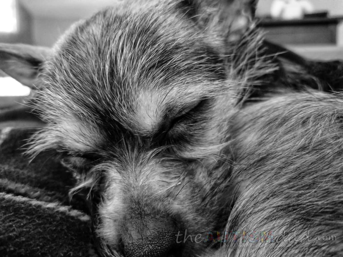 Ruby fell asleep on my lap