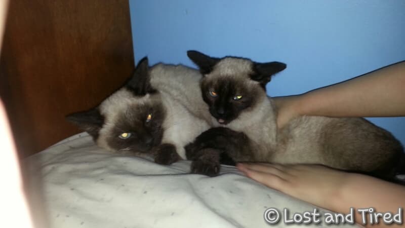 Sam and Dean need a home