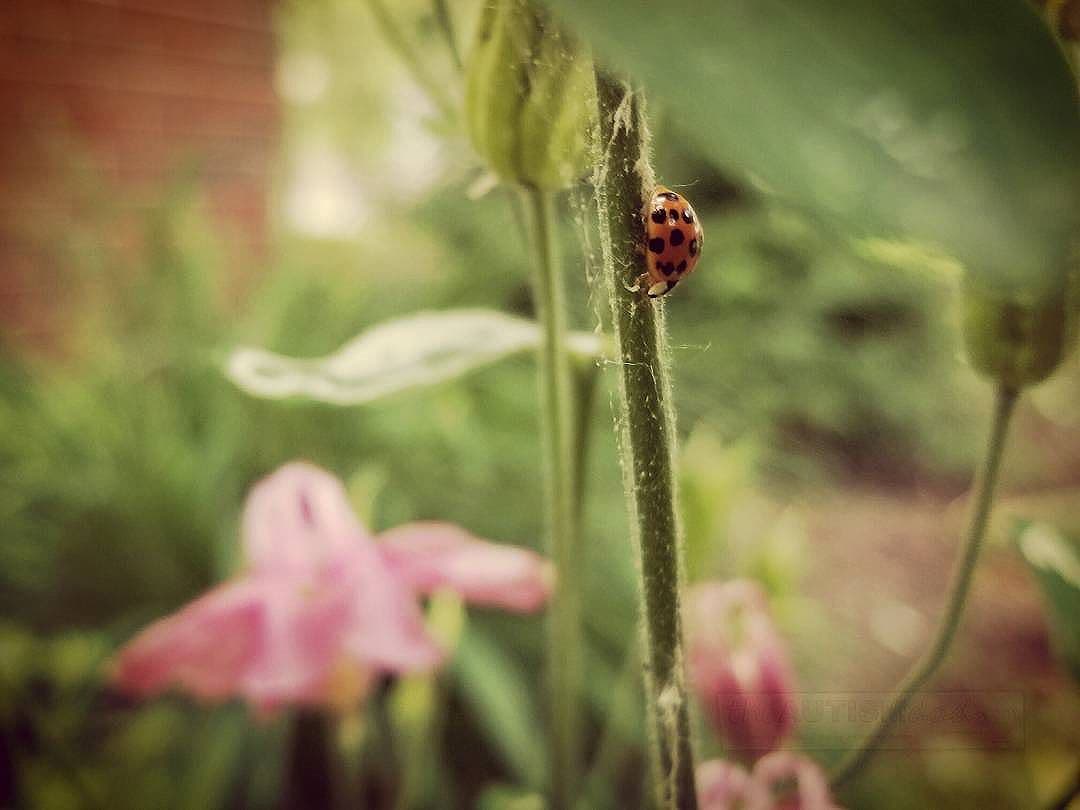 Some food for thought. What are male ladybugs called?