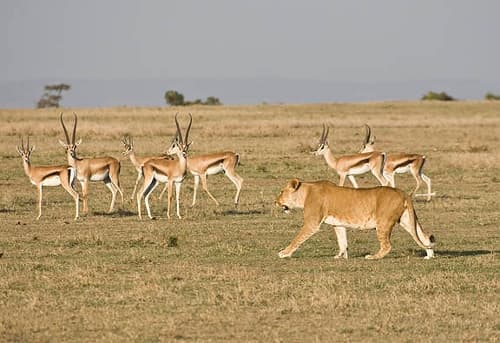 The Hunt