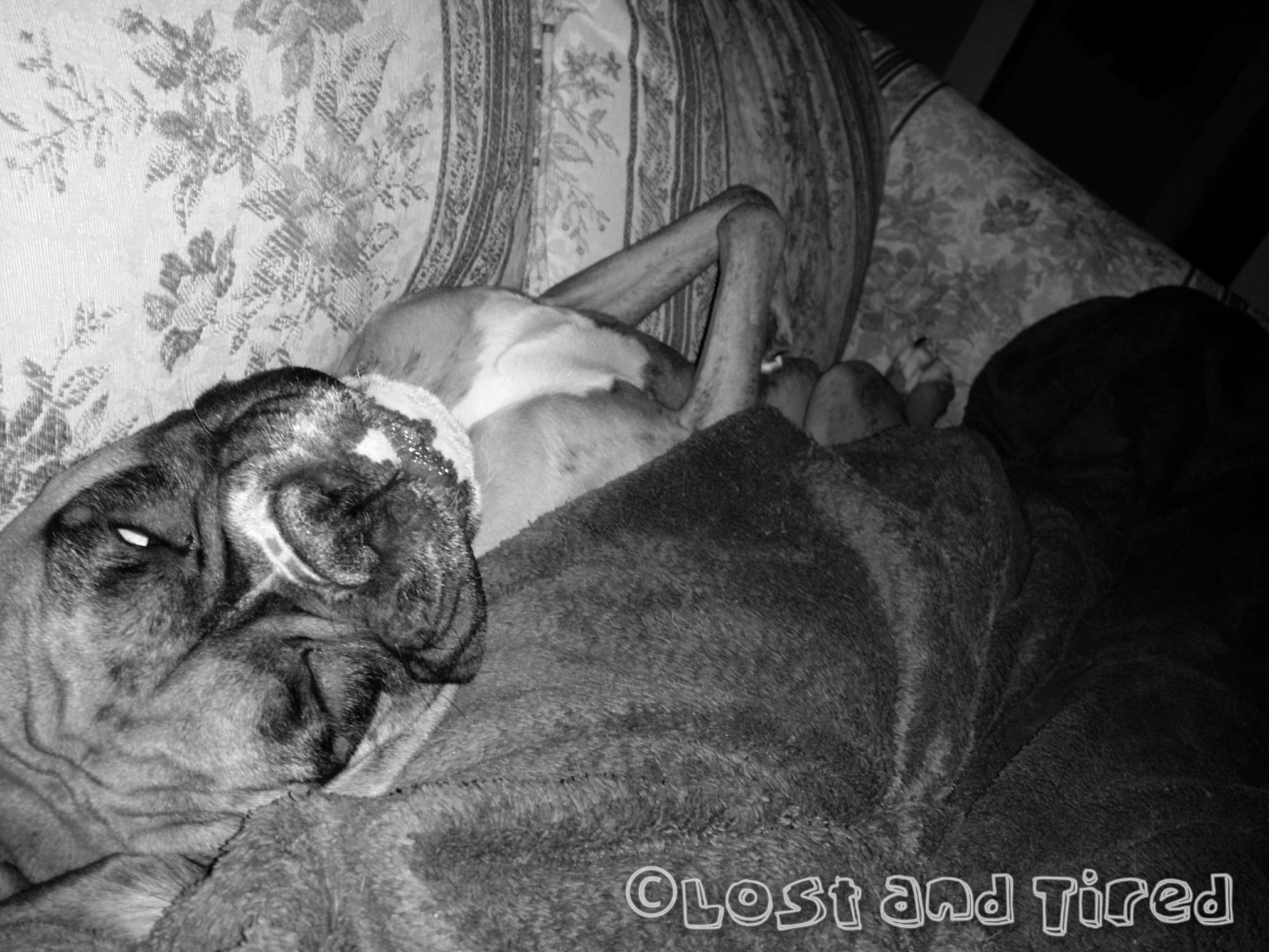 Today's Picture of the Day: Just make yourself comfortable