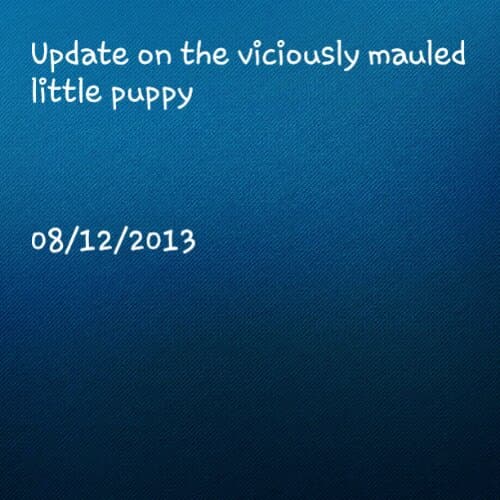 Update on the viciously mauled little puppy 8/12/2013