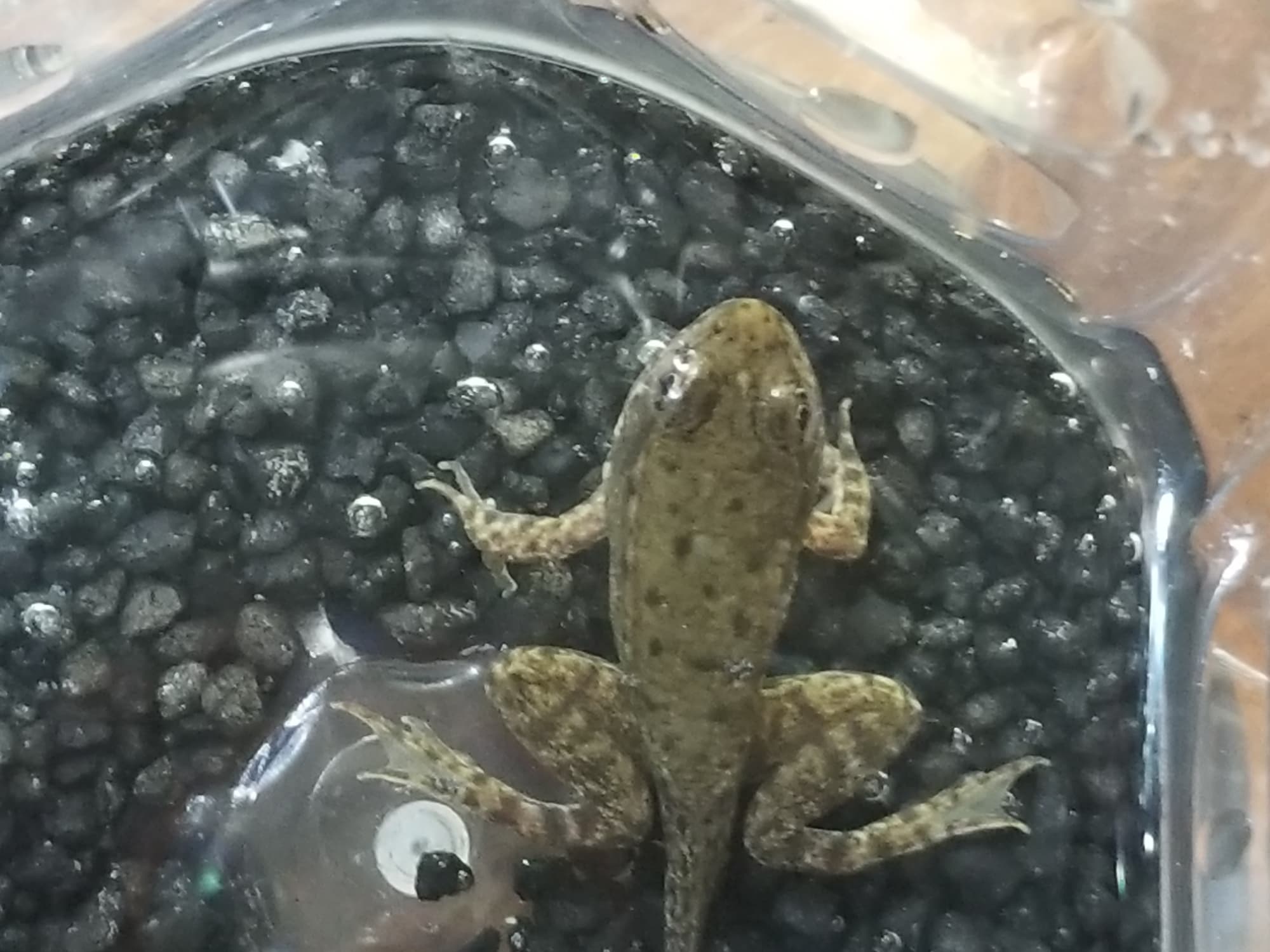 We're on a mission to release this little guy into the wild