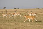 The Hunt