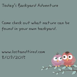 Read more about the article Introducing Lost and Tired’s Backyard Adventures