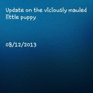 Read more about the article Update on the viciously mauled little puppy 8/12/2013