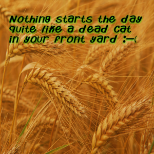 Read more about the article Nothing starts the day quite like a dead cat in your front yard :-(