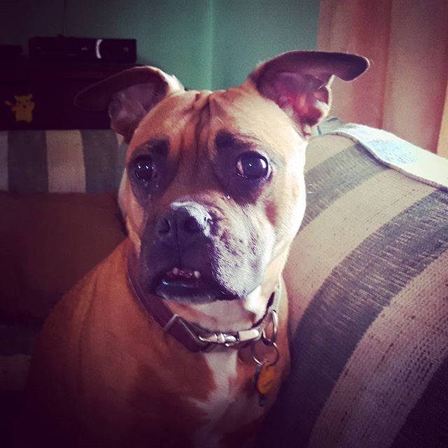 My Latest Photo: Maggie's standing guard, waiting for the mailman