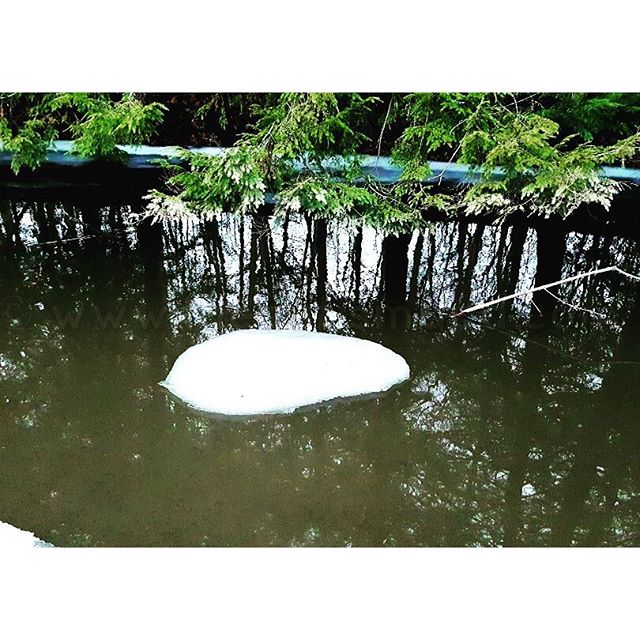 @The_Autism_Dad Photo of The Day: Mini Melting Iceberg Floating Down The Creek I took this while on our winter walk this afternoon. The ice was breaking up on the partially frozen creek. The Evergreen stood in stark contrast to the dreary surroundings....