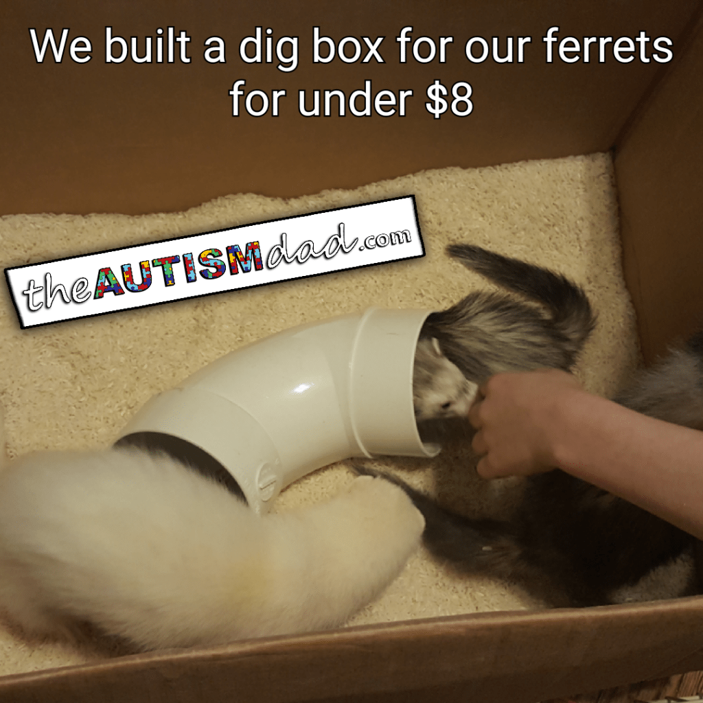 We built a dig box for our ferrets for under 8 The Autism Dad