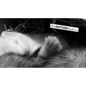 Read more about the article The ferrets are so sweet, especially when they’re sleeping…