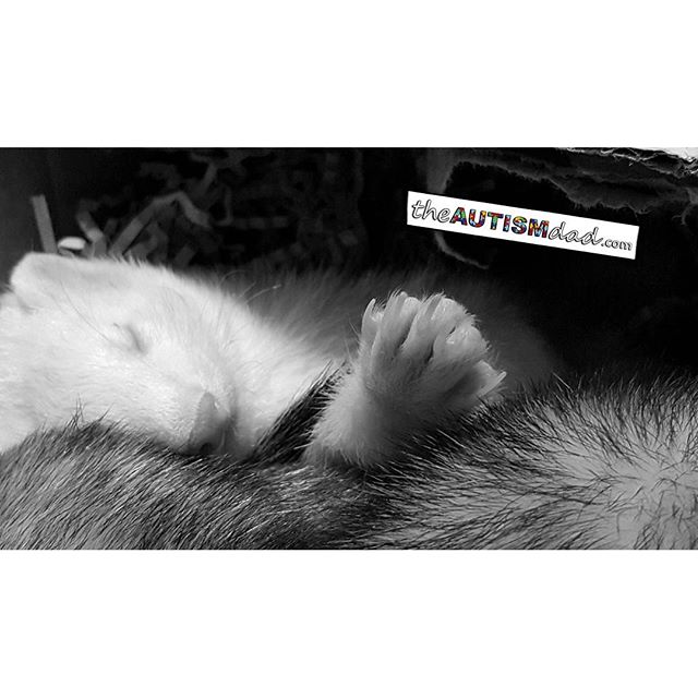 The ferrets are so sweet, especially when they're sleeping...