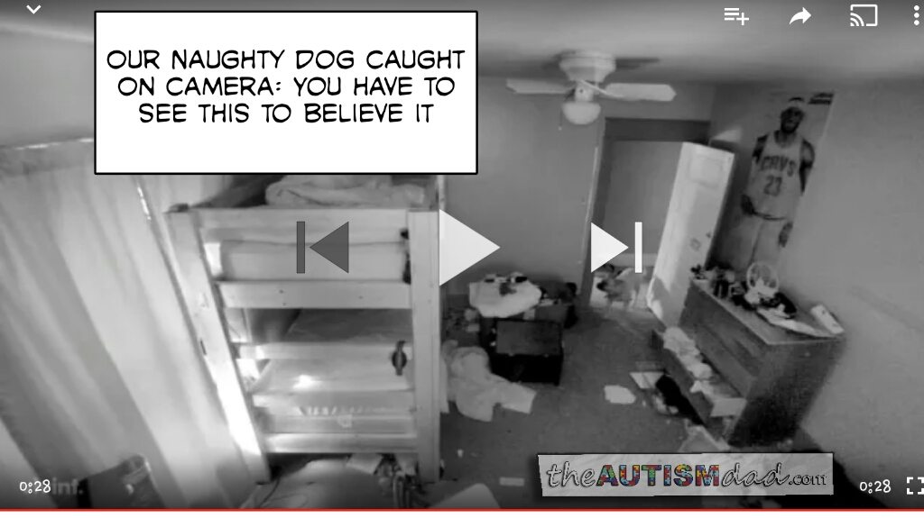 Read more about the article Our Naughty Dog Caught On Camera: You have to see this to believe it (@vivinthome)