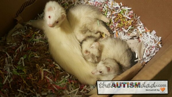 Read more about the article Ferrets – Ferrets – Ferrets