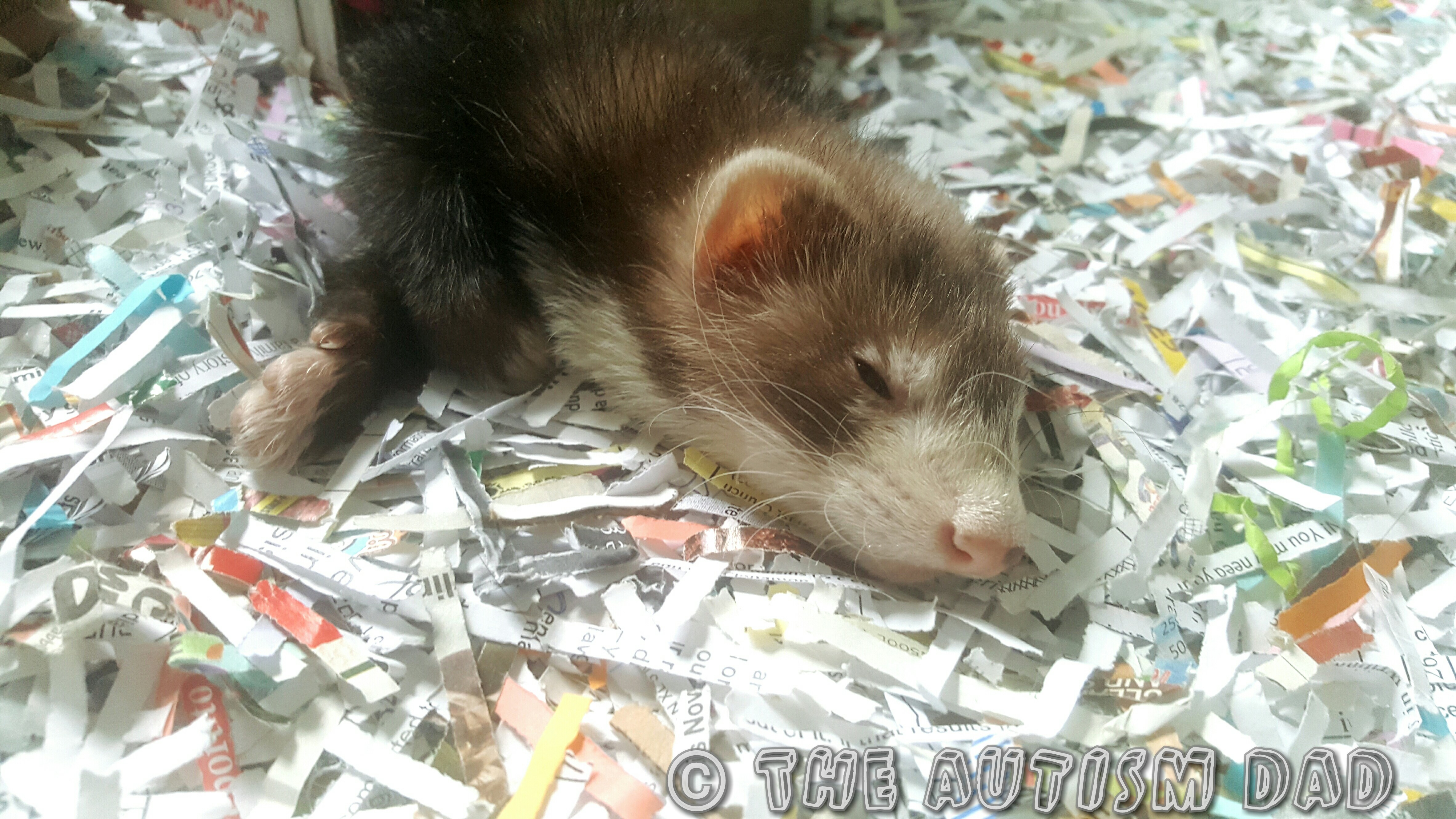 Read more about the article Meet the ferrets helping my kids with #Autism 