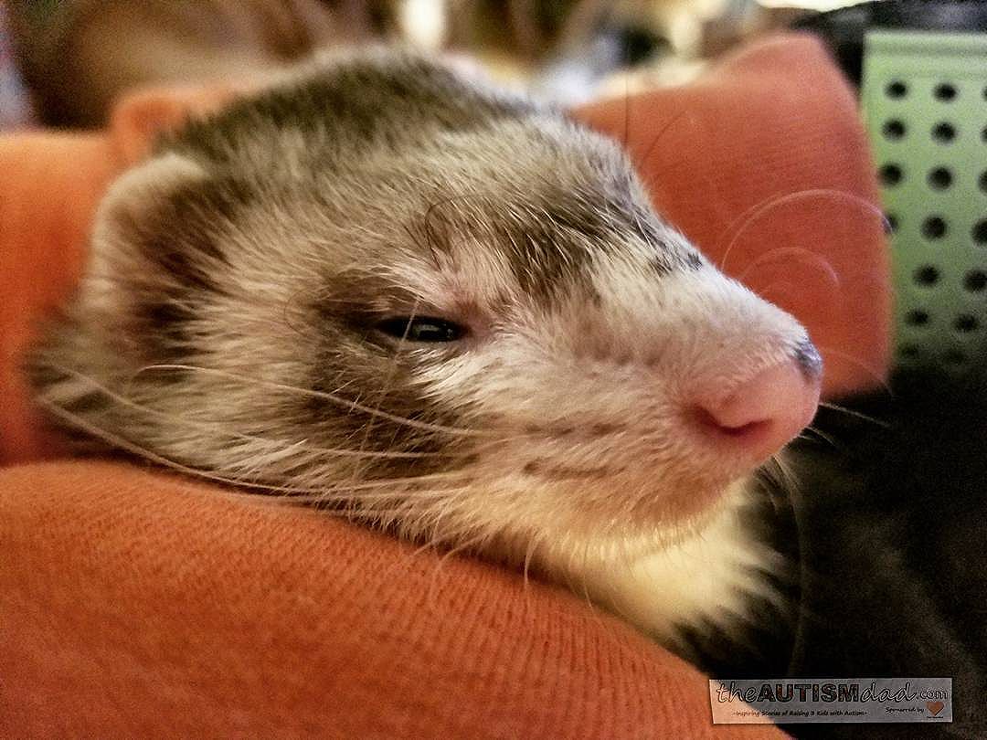 Read more about the article Our pseudo service ferret family