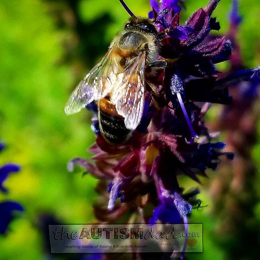 I'm fascinated by bees and love taking their pictures  Ever since I learned how vital a role bees play in human survival, I've been absolutely fascinated by them. Honey bees have been on a major decline, but I've been seeing a ton of them recently thays awesome.  I took this picture at the Canton Garden Center, with my Samsung S8+... Someday, I'd love to have a really nice camera, and maybe take some classes..