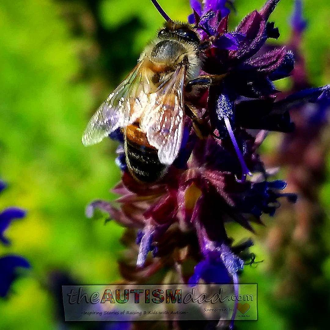 Read more about the article I’m fascinated by bees and love taking their pictures