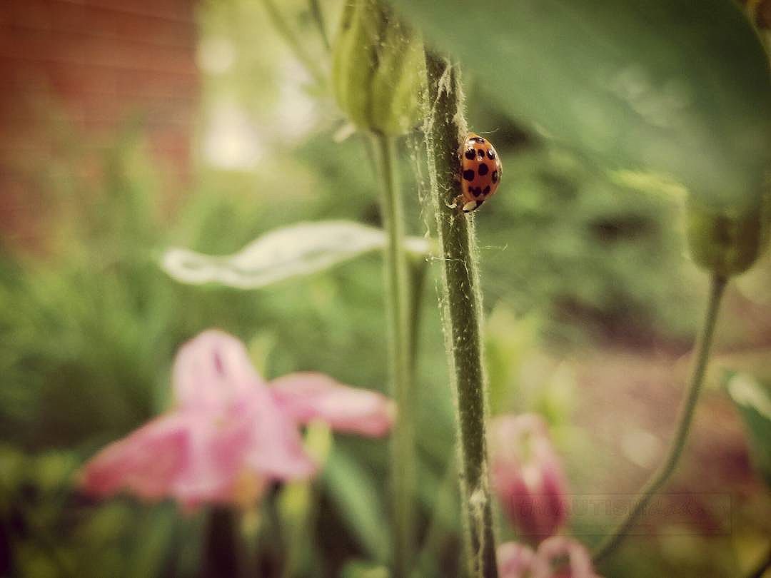 Read more about the article Some food for thought. What are male ladybugs called?