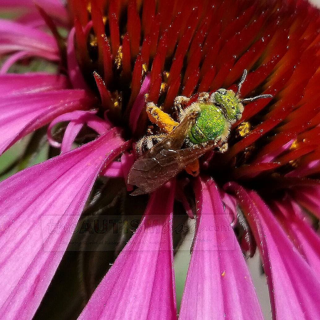 Read more about the article This is the coolest bee I’ve ever seen (photography)