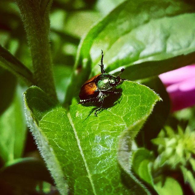 Read more about the article I haven’t seen a Japanese beetle in forever (photography)