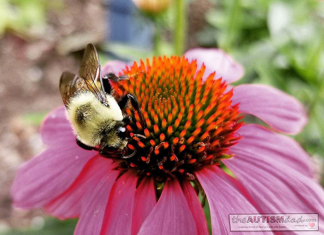 Read more about the article Amazing shot of a bumble bee at work (Photography)