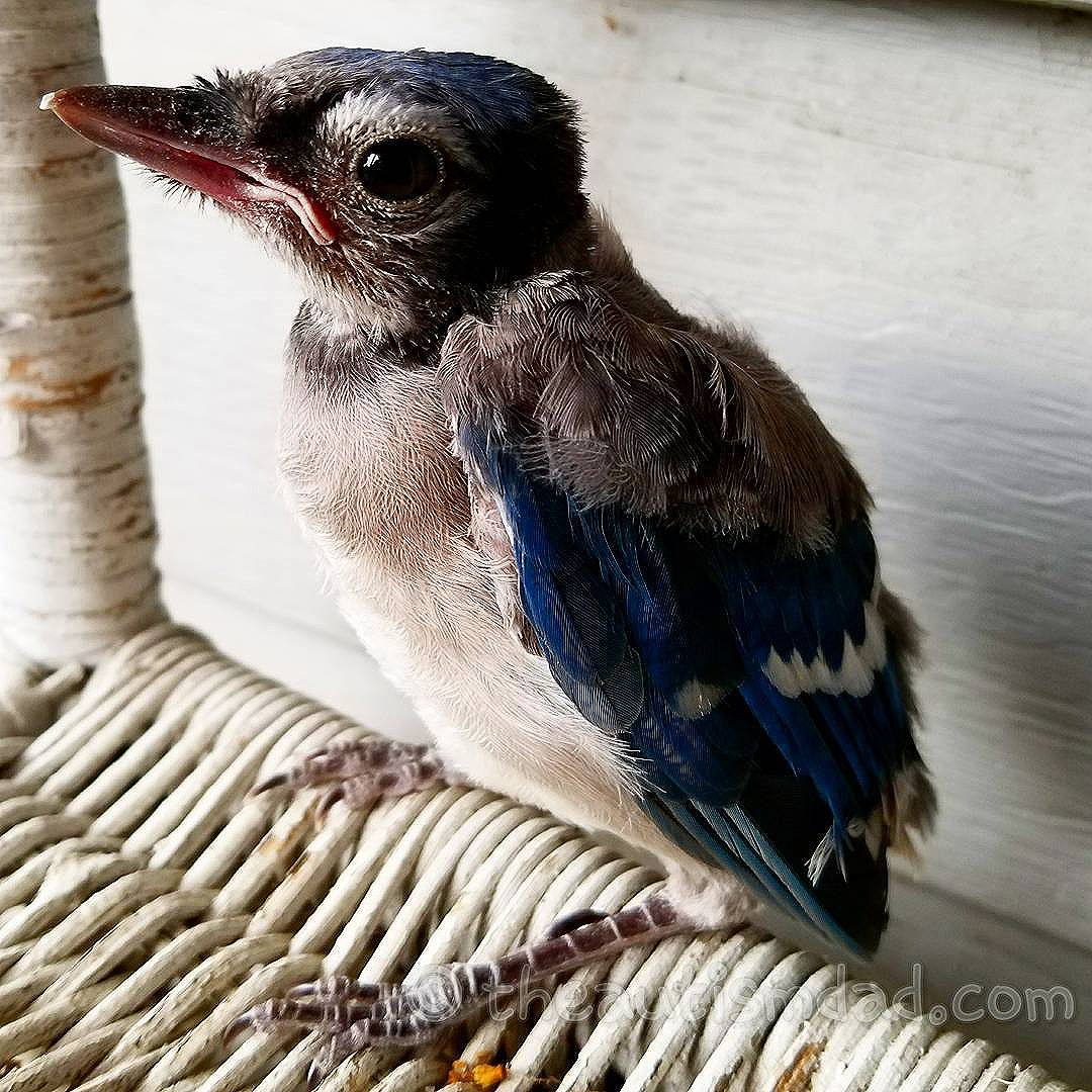 Another picture of the baby Bluejay from yesterday (Photography)  This guy was just so cute, and I have a bunch of pictures I'll share.
