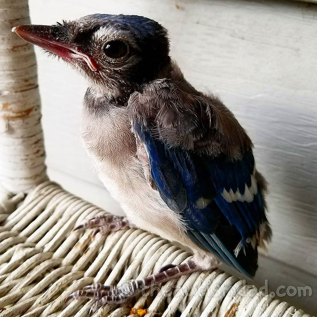 Read more about the article Another picture of the baby Bluejay from yesterday (Photography)