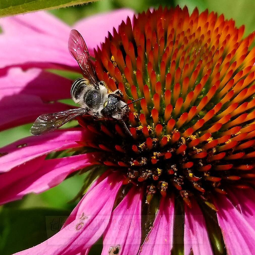 Read more about the article I love taking pictures of bees on flowers (Photography)