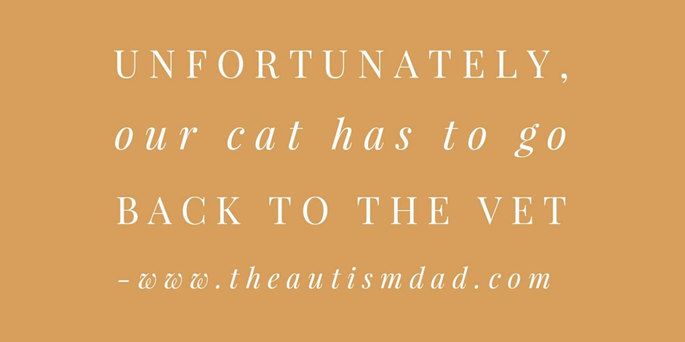 Read more about the article Unfortunately, our cat has to go back to the vet