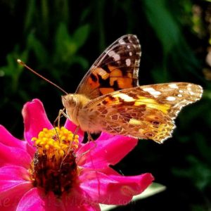 Read more about the article The butterflies of Fall at the Canton Garden Center