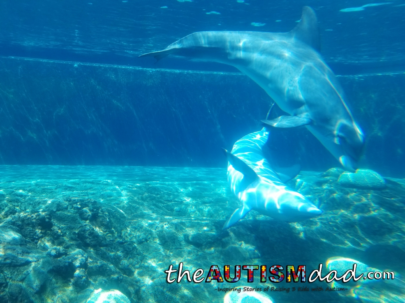 Read more about the article Sea World: Day 6 @GKTWVillage