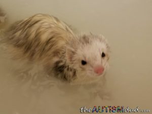 Read more about the article Have you ever bathed a ferret?