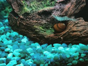 Read more about the article We have become quite fascinated by our fish tank