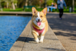 Why Animals Are Great For Children With #Autism