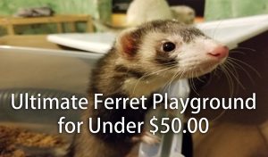Read more about the article Ultimate Ferret Playground for Under $50