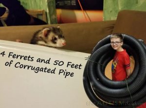 Read more about the article 4 Ferrets and 50 Feet of Corrugated Pipe