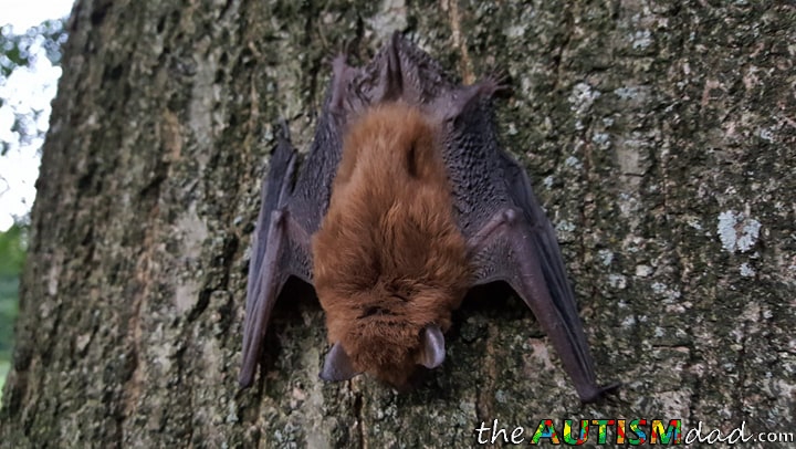 Read more about the article How a tiny brown bat helped me teach my kids a valuable life lesson