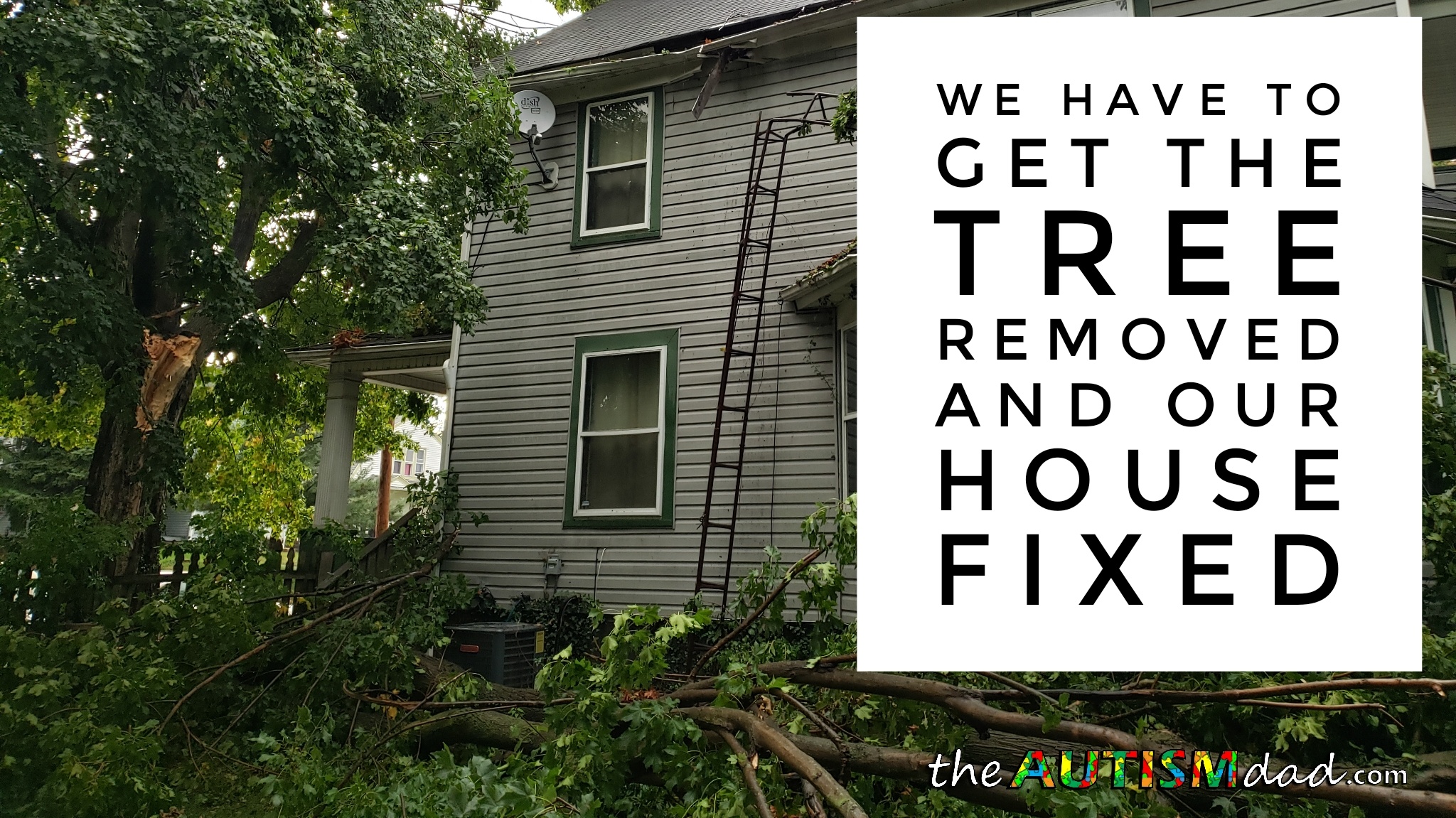 Read more about the article We have to get the tree removed and our house fixed